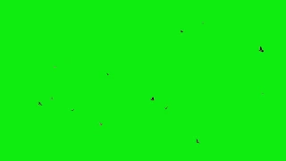 Birds Flying Green Screen Effects 4K