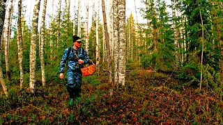 Белый гриб и много лисичек в ноябре! Тихая охота в новом грибном лесу в снегопад! Грибы 2020 Карелия