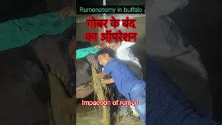 Impaction of rumen l Rumenotomy l Dr Umar Khan
