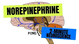 2-Minute Neuroscience: Norepinephrine