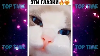 НОВЫЕ смешные ПРИКОЛЫ с животными до слез | ЯНВАРЬ 2020 года | FUNNY PETS 2020!!!