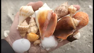 Florida Shelling! Naples/Gordon's Pass: Finding SHELL treasures!