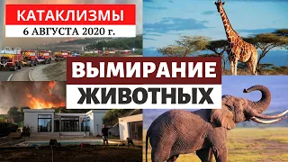 Катаклизмы за день 6 августа 2020 года | Вымирание животных! Изменение климата! Climate Change