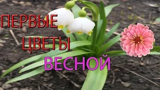 Первоцветы