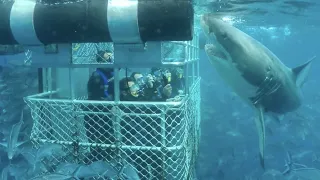 Great White Shark Cage Diving | Bluff New Zealand