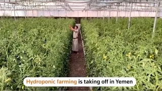 Yemeni farmers turn to hydroponic farming
