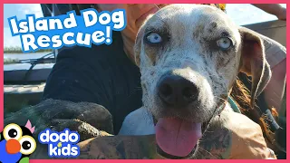 Stranded Dog Refuses To Leave Island And Needs A BIG Rescue! | Dodo Kids | Rescued!