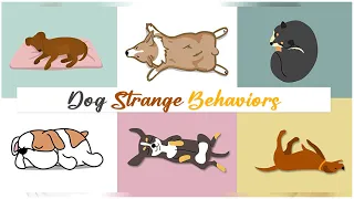 10 dog strange behaviors | Strange dog behaviors explained