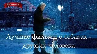 Лучшие фильмы о собаках, наших четвероногих друзьях