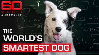 Top Dog | 60 Minutes