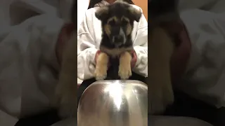 Puppy drumming 🐶 🥁 #shorts #dogs #puppies