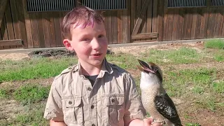 Kookaburra Laugh
