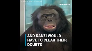 Kanzi  The ape that understands humans and knows over 3000 words