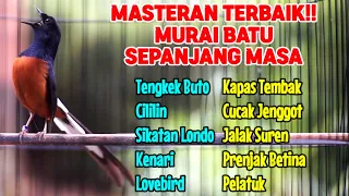 MASTERAN MURAI BATU LOMBA AMPUH UNTUK PANCING EMOSI AGAR NGAMUK DAN BONGKAR MATERI