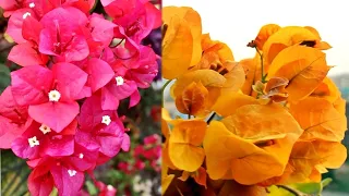 11 Varieties of Bougainvillea Plants  - My Bougainvillea Collections!