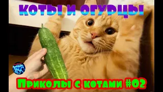 ПРИКОЛЫ С КОТАМИ #02 | Я РЖАЛ | КОТЫ И ОГУРЦЫ МИНУТ СМЕХА  ДО СЛЕЗ | Коты Боятся Огурцов | Superzzz