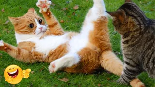 Cats So Funny They Will Make You LAUGH to DEATH  - The Best Cat Videos 😂😹