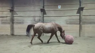 playing ball with my horse