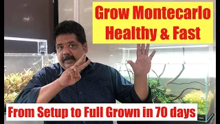 How to Grow Montecarlo Aquarium plant | Aquasoil Amazaonia Ver.2 | Growing Montecarlo Plant | Final