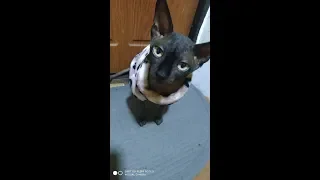 Лысый кот открывает дверь/The cat opens the door itself