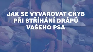 Jak se vyvarovat chyb při stříhání drápků svého psa s Dremel