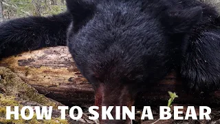 How to skin a Bear for a Half & Shoulder mount