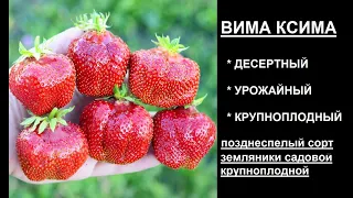 ВИМА КСИМА десертного вкуса позднеспелый сорт клубники