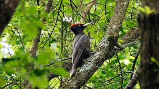 Birding in Hungary, Summer 2023