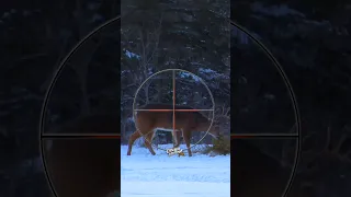 Where to Shoot a Deer with a Gun (Ultimate Deer Hunting Compilation) #animals #deer #hunting #tips