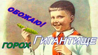 Обожаю горох Гигантище! Гигантские по размеру бобы и горошины!