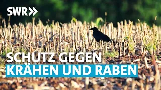 Was tun gegen Krähen und Raben?  | SWR Zur Sache! Baden-Württemberg