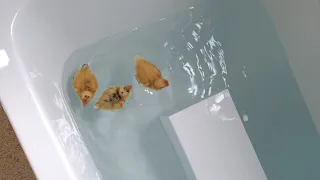 Cute Ducklings Swimming in Bathtub