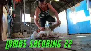Dohne-Merino Lambs Shearing Australia 2022