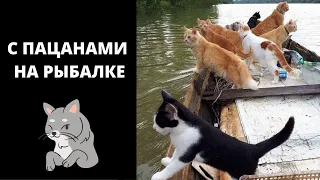 Кот Рыболов.  Кошачья Рыбалка! Приколы с Котами. Видео