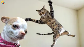 These Dogs and cats Are Living Their Best Lives 😁 Funniest Animal Videos #16