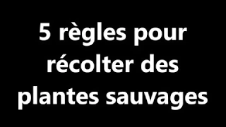 Les 5 règles pour la cueillette des plantes sauvages comestibles