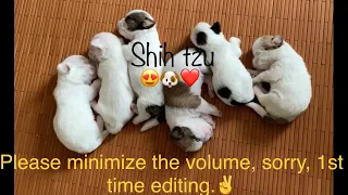 Shih tzu growing up from birth to puberty. Puppy transformation