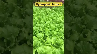 Hydroponic lettuce farm