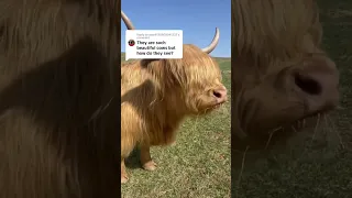 How do highland cows see??? #shorts #cows #animal #farm