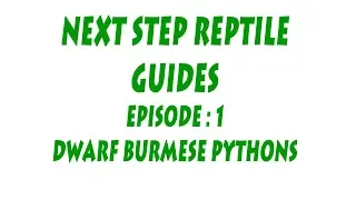 S'N'A Intermediate series: Episode 1 - Dwarf Burmese Pythons