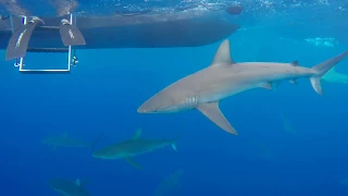 Cage Free Shark Dive with One Ocean Diving | Oahu, Hawaii