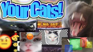 I Turned My Viewers Cats Into Memes