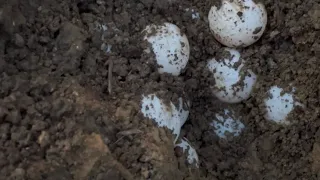 Finding snapping turtle eggs!  Trying to hatch them!!