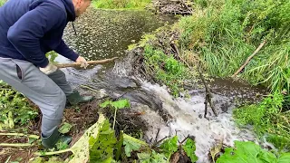 BEAVER DAM REMOVAL WITH HAND MADE TOOL THE BEST TOOL