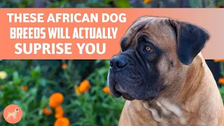 11 African Dog Breeds That You Did Not Know