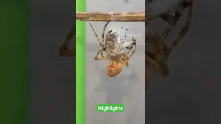 Spider Fight dinikdik sa stick