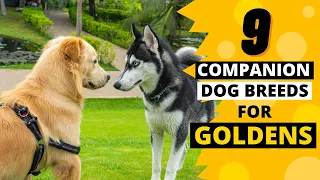 9 Best Companion Dog Breeds for a Golden Retriever