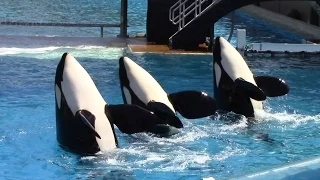 One Ocean (Full Show) - SeaWorld San Diego - June 23, 2014