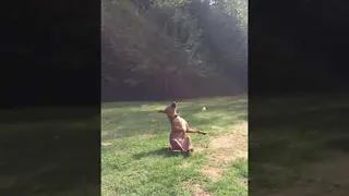 Uncoordinated Dog Plays Fetch || ViralHog