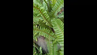 💖Beautiful 💖Plants Reactions😍Mimosa reaction with humans #shortsindia #shorts #plantslover #plants